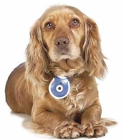 Cámara para mascotas