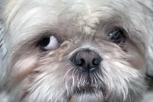 Perro Perro